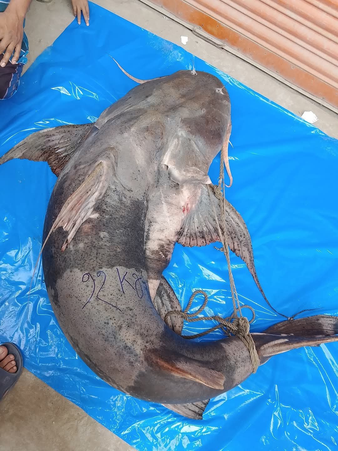 জেলের জালে ৯৫ কেজি বাঘাআইড়