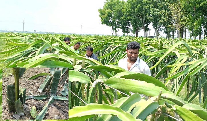 মহেশপুরে রাতের আধাঁরে দুই কৃষকের ড্রাগণ ও পেয়ারা বাগান কেটে সাবাড়