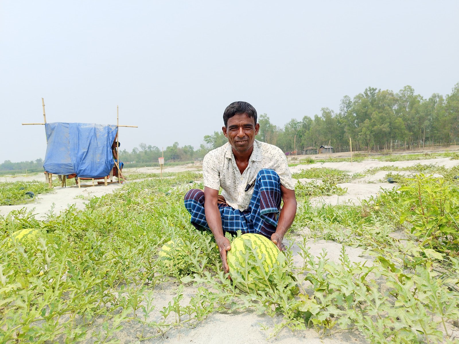 মরা তিস্তায় তরমুজ চাষ, কৃষকদের মুখে হাসি