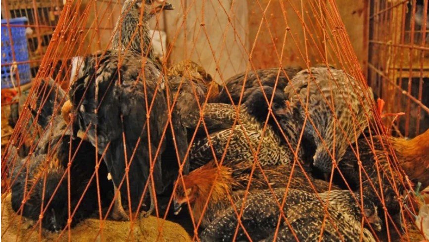 কমেছে মুরগির দাম, অস্থির সবজির বাজার