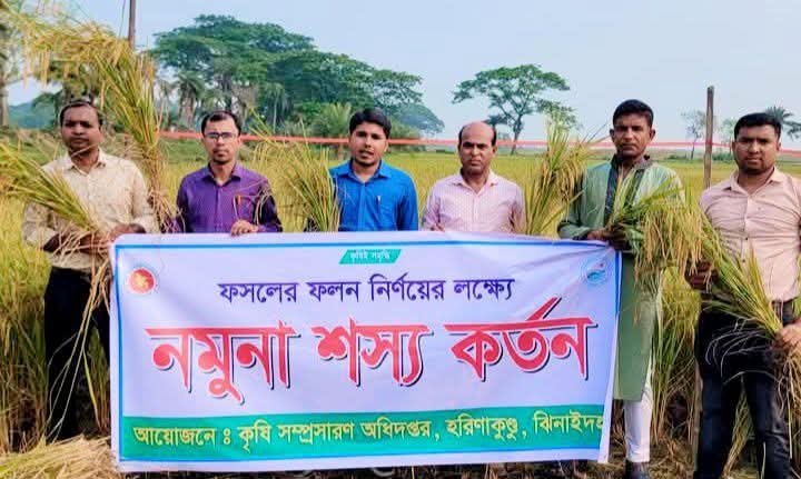 হরিণাকুন্ডুতে ফসলের ফলন নির্ণয়ের লক্ষে নমুনা শস্য কর্তন