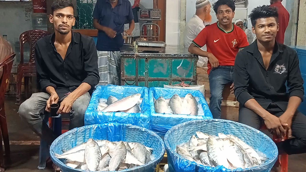 চাঁদপুরে নিষেধাজ্ঞা শেষে ইলিশ ধরা শুরু, ঘাটে নেই সেই আমেজ—আকাশছোঁয়া দাম