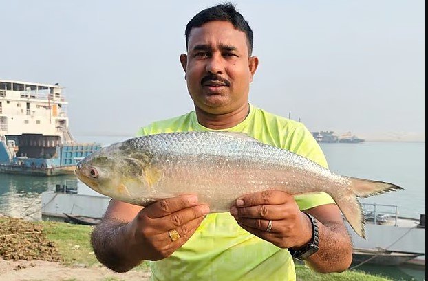 পদ্মার এক ইলিশের দাম সাড়ে ৮ হাজার টাকা