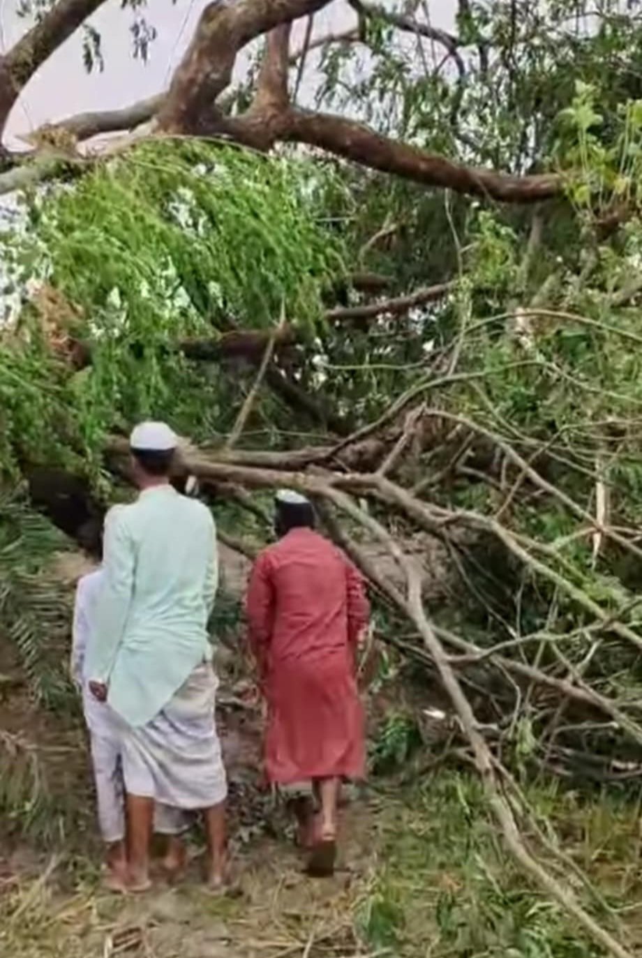 ময়মনসিংহে ঝড়ে গাছ উপড়ে পরে দুই জনের মৃত্যু