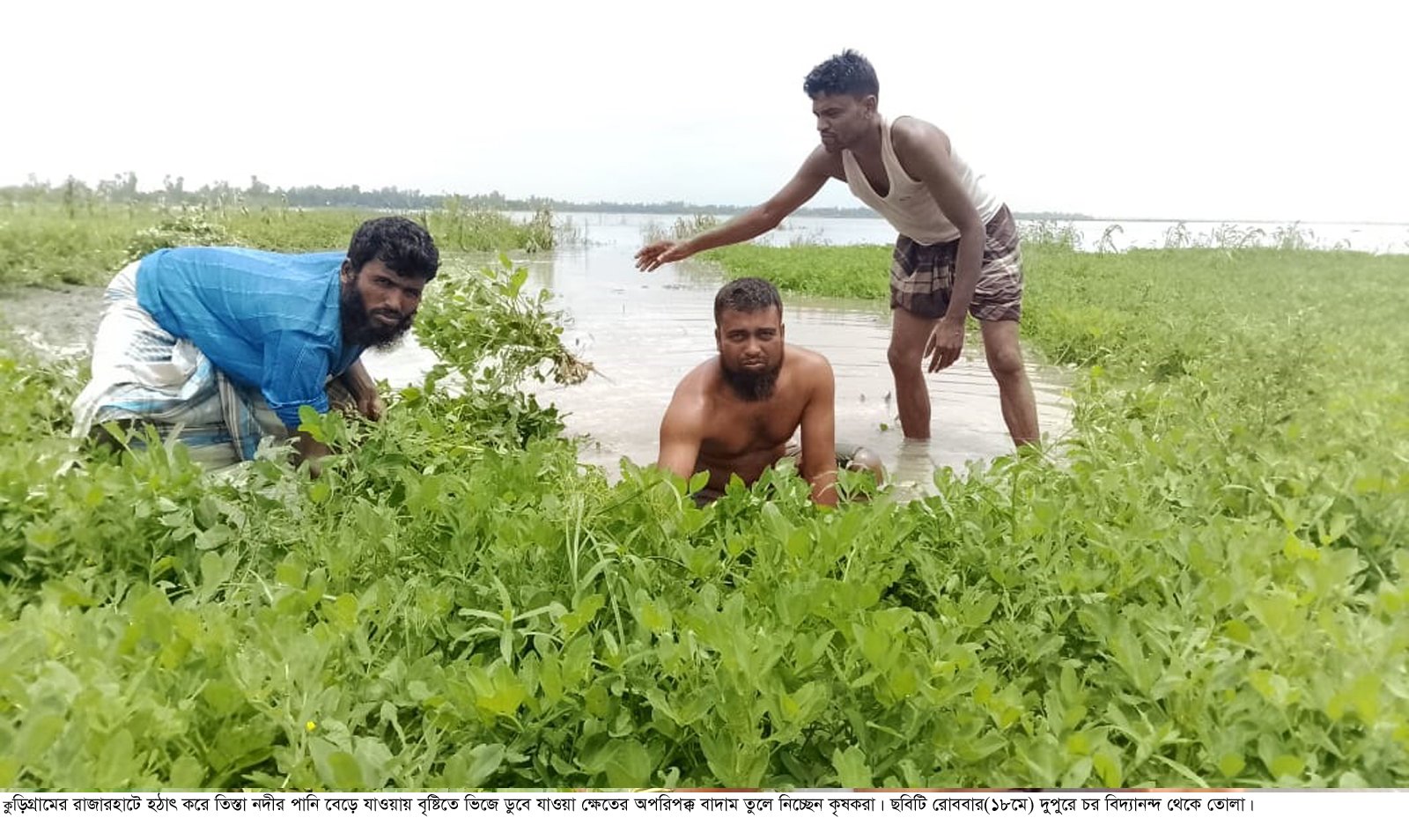 কুড়িগ্রামে তিস্তার পানি বেড়ে বাদামে সর্বনাশ