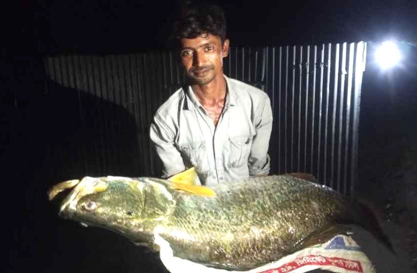 মেঘনার এক কোরাল বিক্রি হলো ২৬ হাজার টাকায়