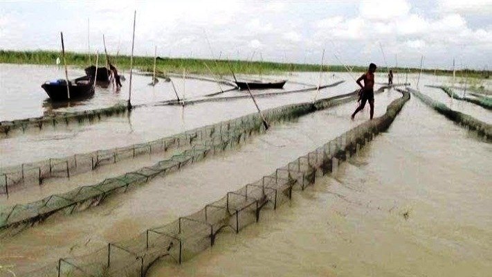 নেত্রকোণার হাওড়ে নিষিদ্ধ চায়না জালের ব্যবহার, হুমকিতে দেশীয় মাছ ও জীববৈচিত্র্য