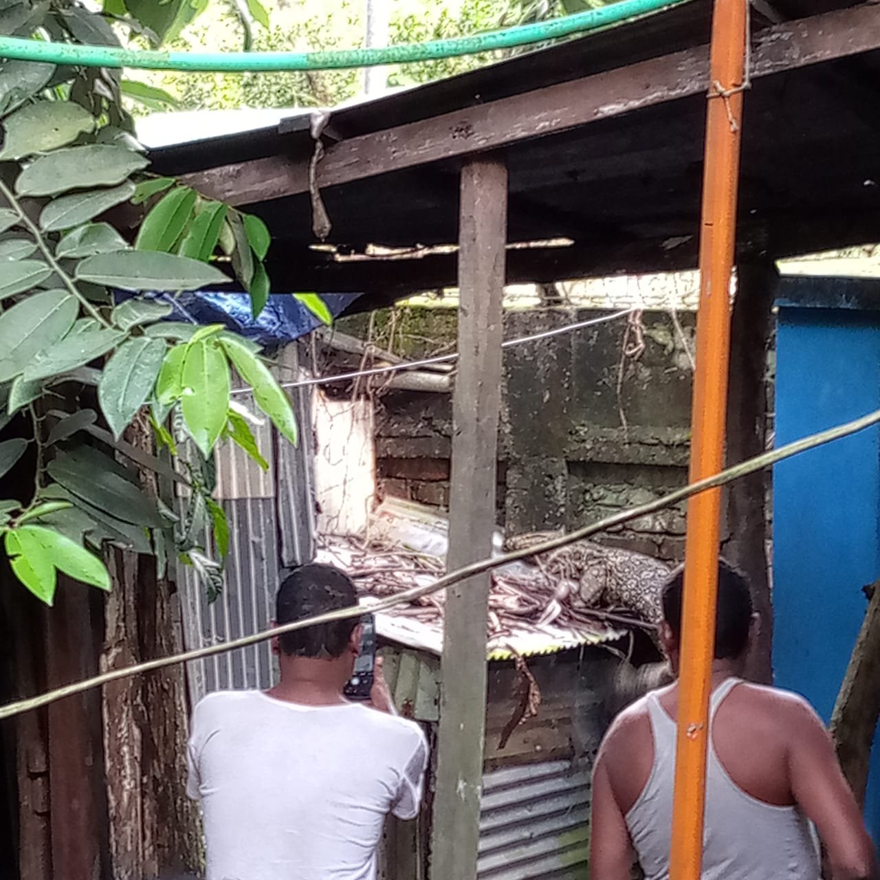 গুইসাপ ভাসছিল পুকুরে, কুমির গুজবে তোলপাড়