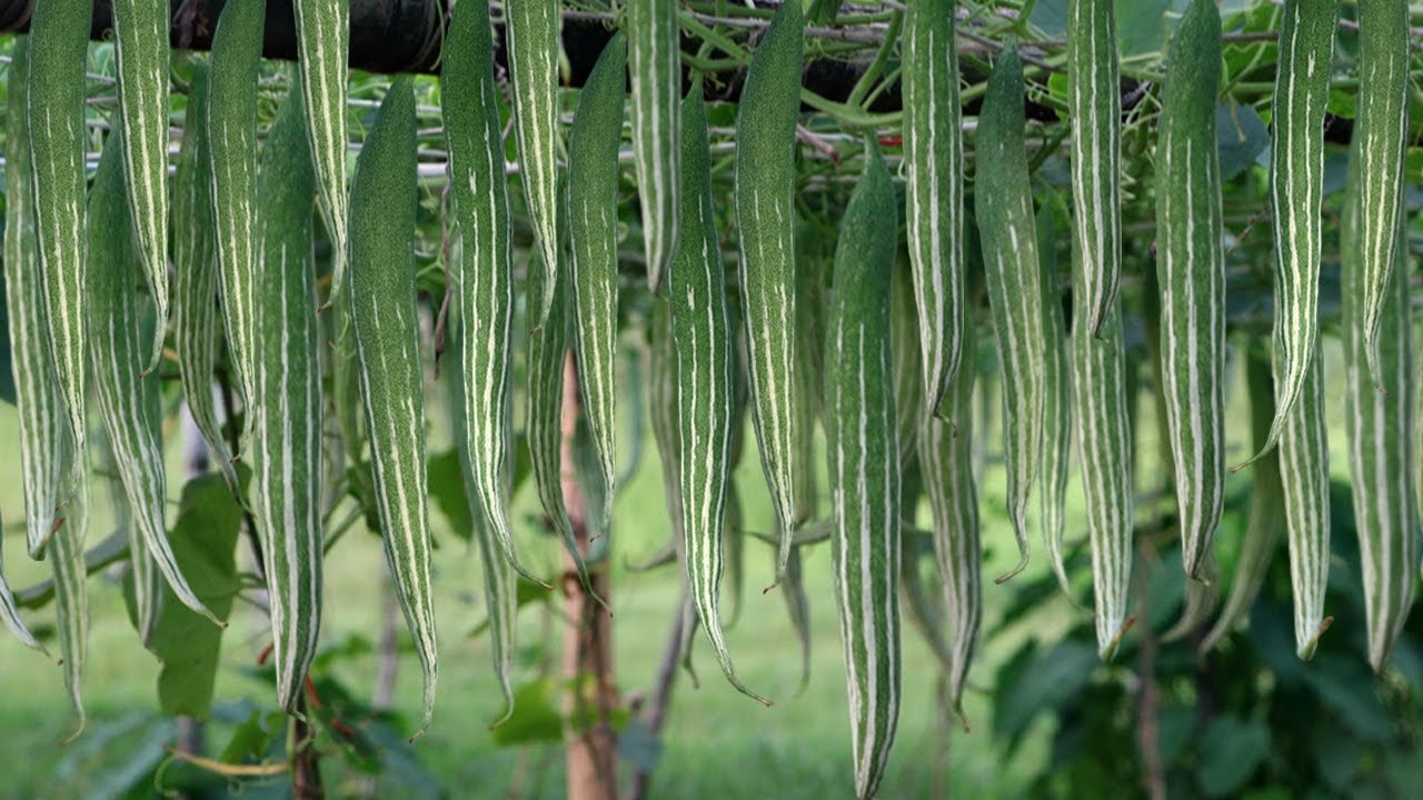 পুষ্টিগুণে ভরা চিচিঙ্গা: সহজ রান্নায় স্বাস্থ্যের সঙ্গী