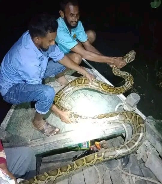 ১৬ ফুট অজগর সাপ উদ্ধার,বনে অবমুক্ত