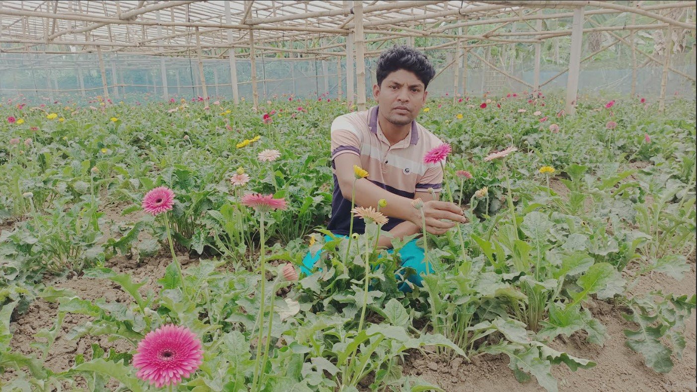 জারবেরা ফুল চাষে সফল তরুন কৃষি উদ্যেক্তা শামিম হোসেন