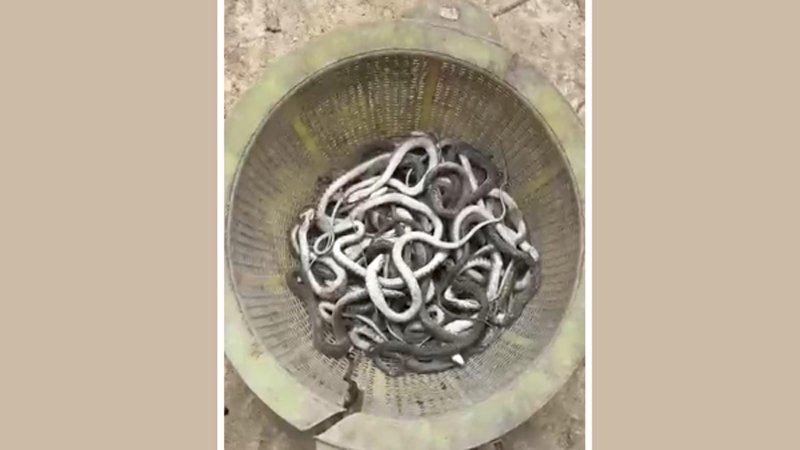 এক ঘরেই মিলল ৬৯ গোখরা সাপ