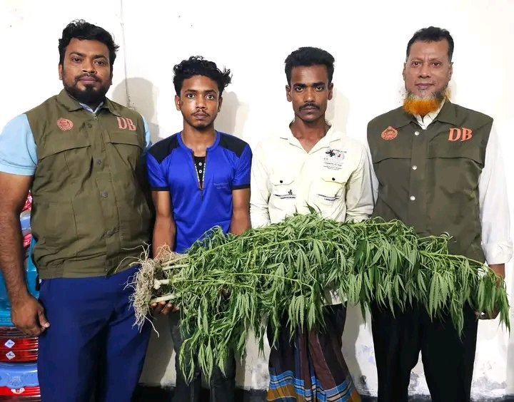 ঝালকাঠিতে ভুট্টা খেতে গাঁজার চাষ, ডিবির অভিযানে দুই যুবক আটক