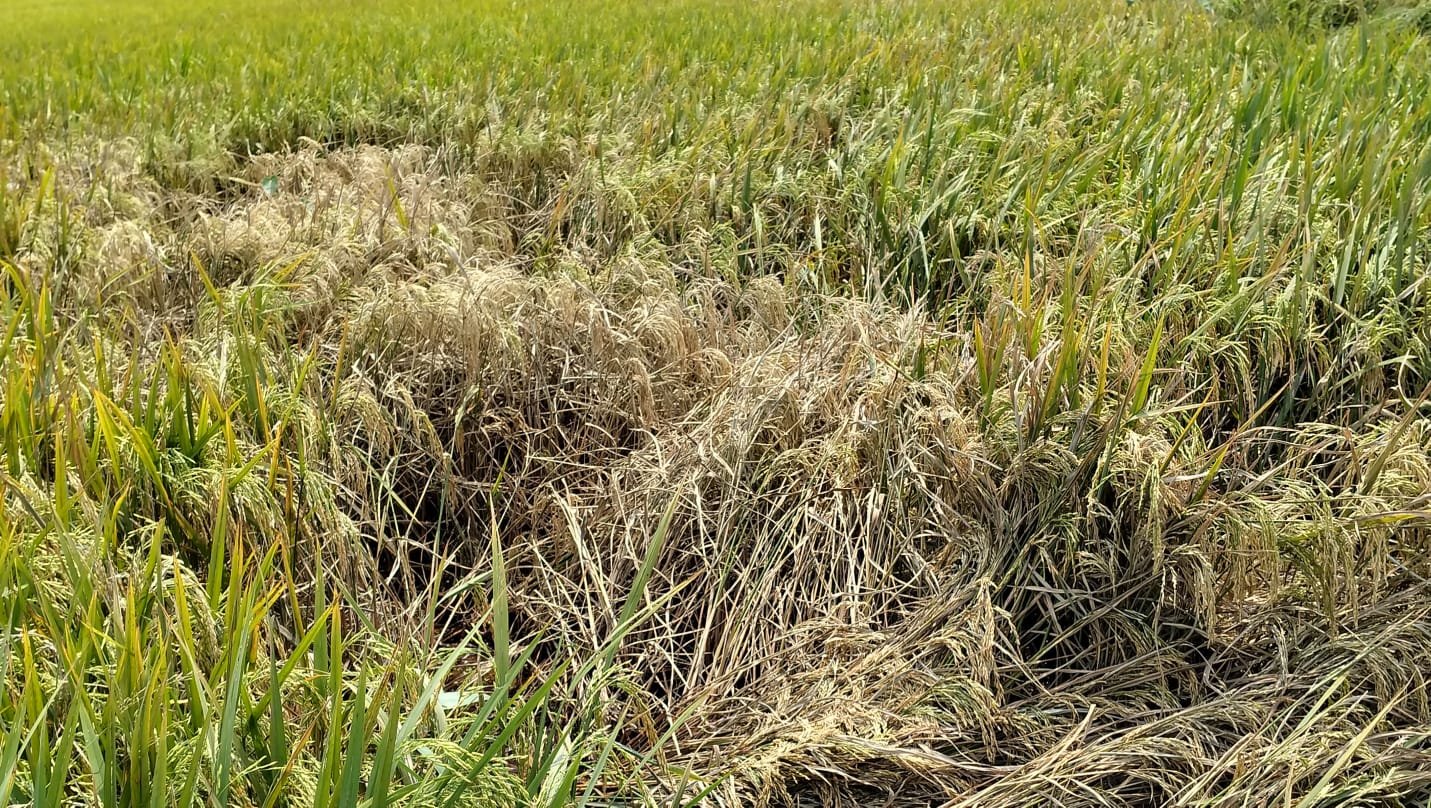 ফসল ঘরে ওঠার আগেই পোকার থাবা, উৎপাদন নিয়ে শঙ্কা