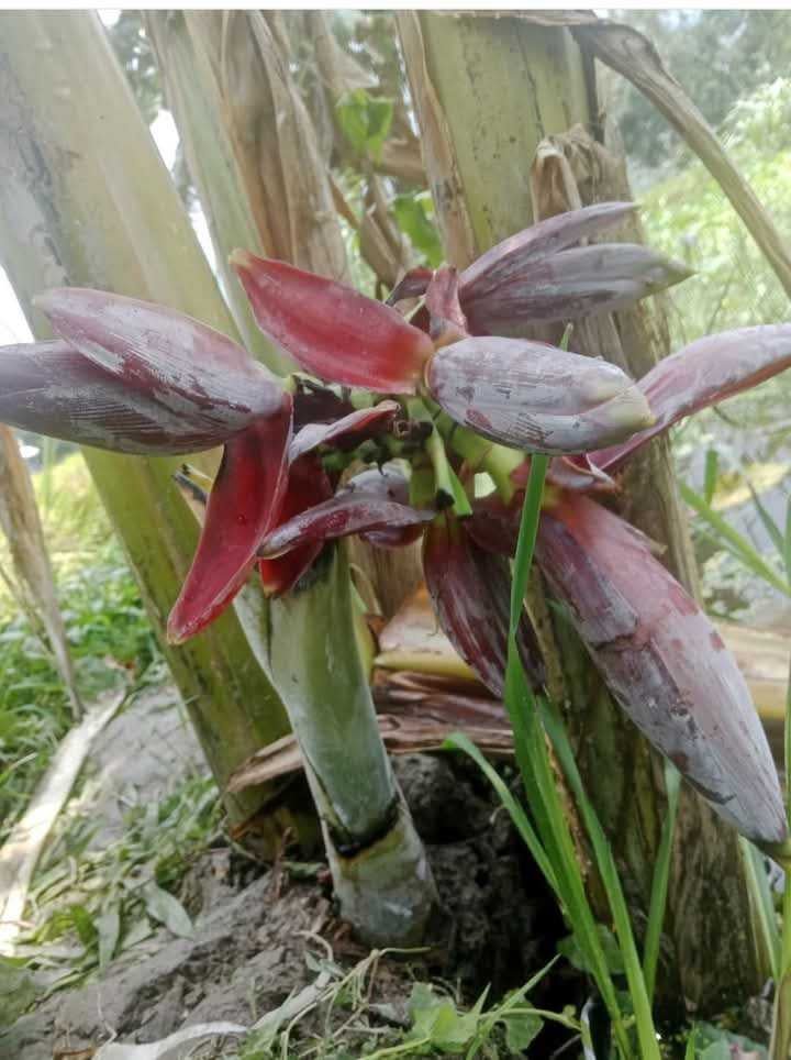 ১৬ইঞ্চি  কলাগাছে ৭টি মোচা