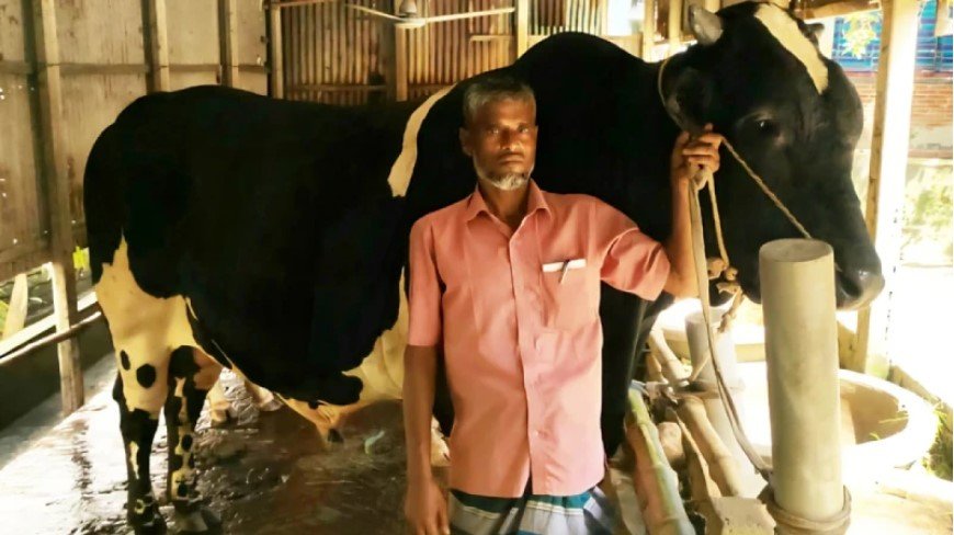 কোরবানির হাট কাঁপাতে প্রস্তুত ৯৫০ কেজির ‘কালো মানিক’
