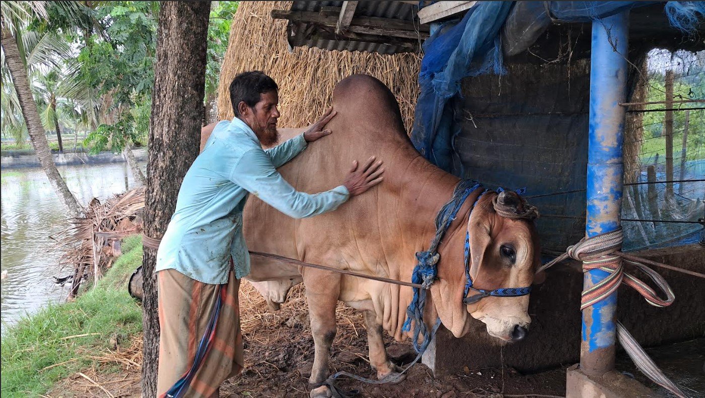 বাগেরহাটে মন্টুর দাম ৬ লাখ টাকা