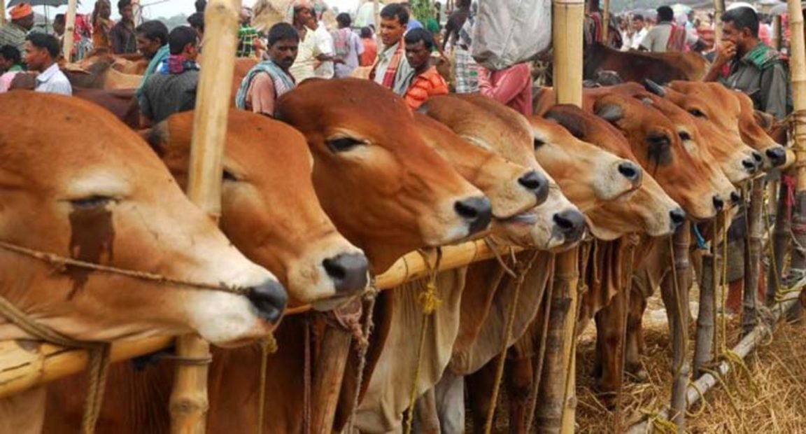 অঞ্চলভেদে গরুর বৈচিত্র্য: কোরবানি হাটে চাহিদার শীর্ষে কোনটি?
