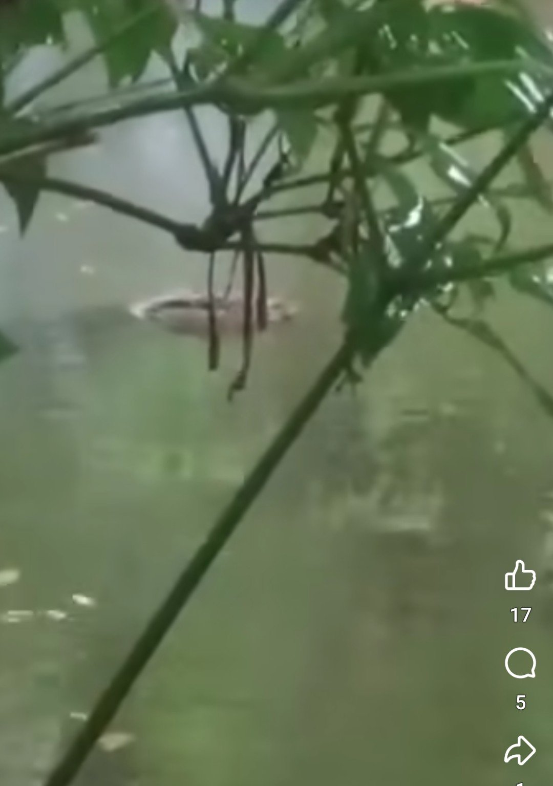 লাড়কির ঘর থেকে পুকুরে পড়ল কুমির, এলাকায় তোলপাড়