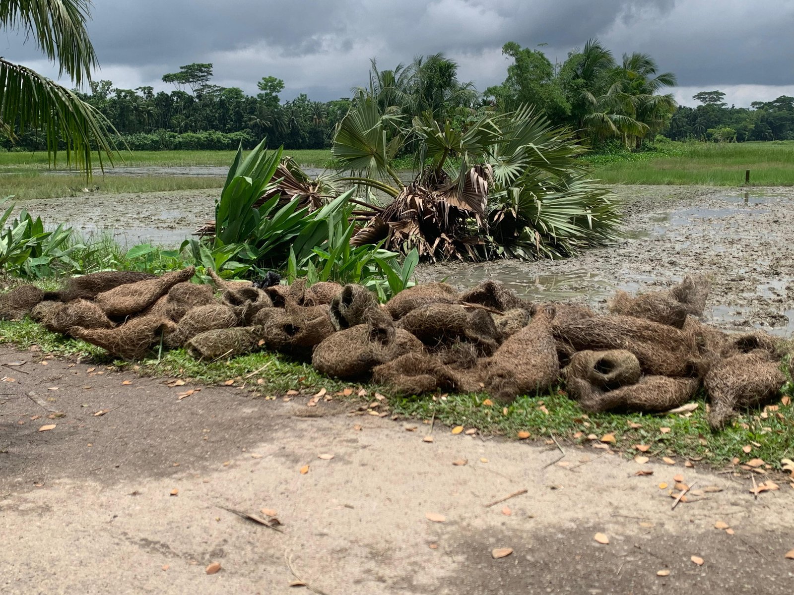বাবুই পাখির কান্না কেউ শুনল না—তালগাছ কেটে মুছে দেওয়া হলো শত ছানার জীবন