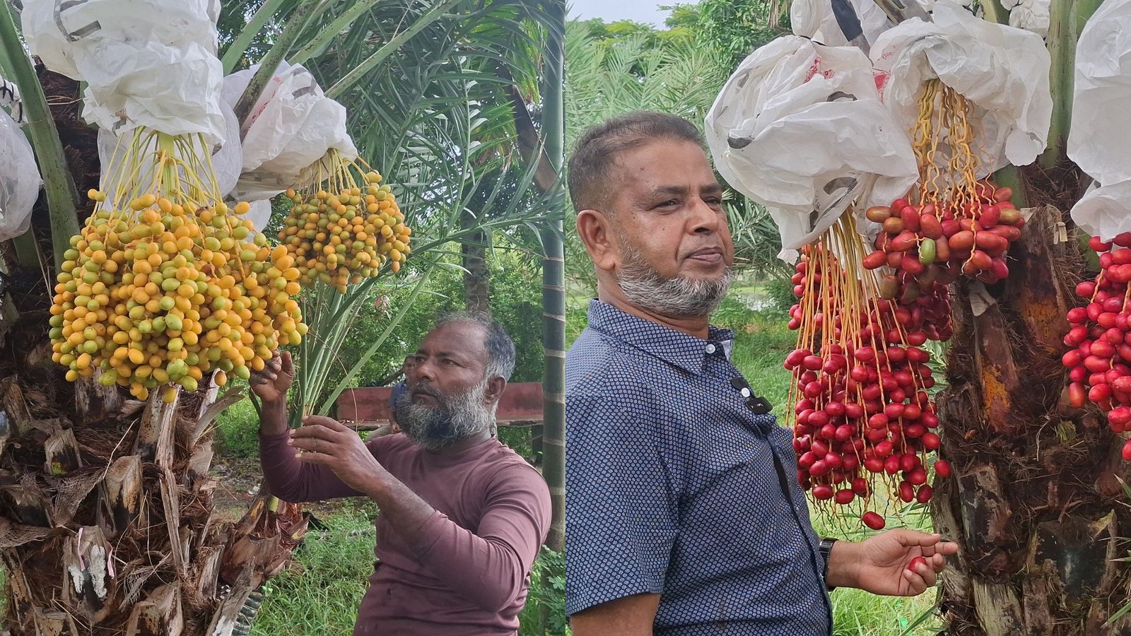 বাগেরহাটের মাটিতে মরু দেশের খেজুর চাষে  সফল জাকির হোসেন