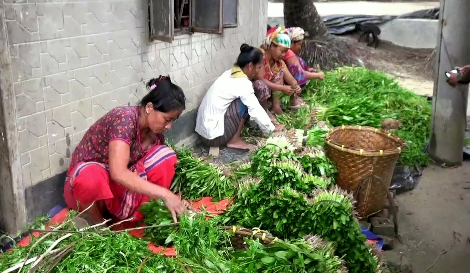 পাহাড়ের কৃষি অর্থনীতিতে বড় চমক ‘বিলাতি ধনিয়া পাতা’