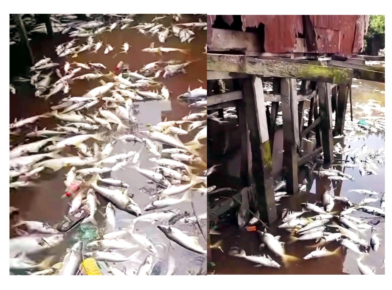 কাঁঠালিয়ায় পুকুরে রাসায়নিক সারের বিষক্রিয়ায় ১০ লাখ টাকার মাছ নিধন