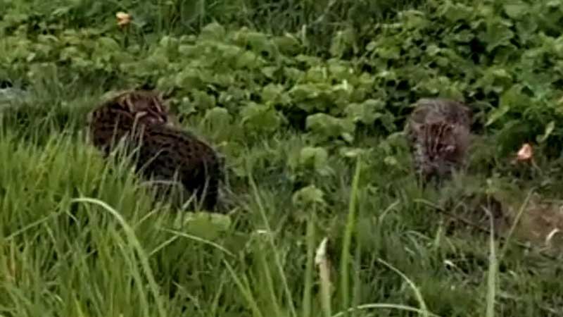 লোকালয়ে চিতাবাঘসদৃশ প্রাণী, গ্রামজুড়ে আতঙ্ক