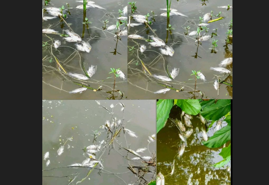 গাইবান্ধায় পুকুরে বিষ প্রয়োগে কয়েক লাখ টাকার মাছ নিধন!