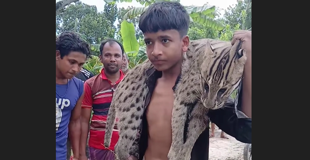 ঝিনাইদহের শৈলকুপায় আহত মেছো বাঘকে পিটিয়ে হত্যা!