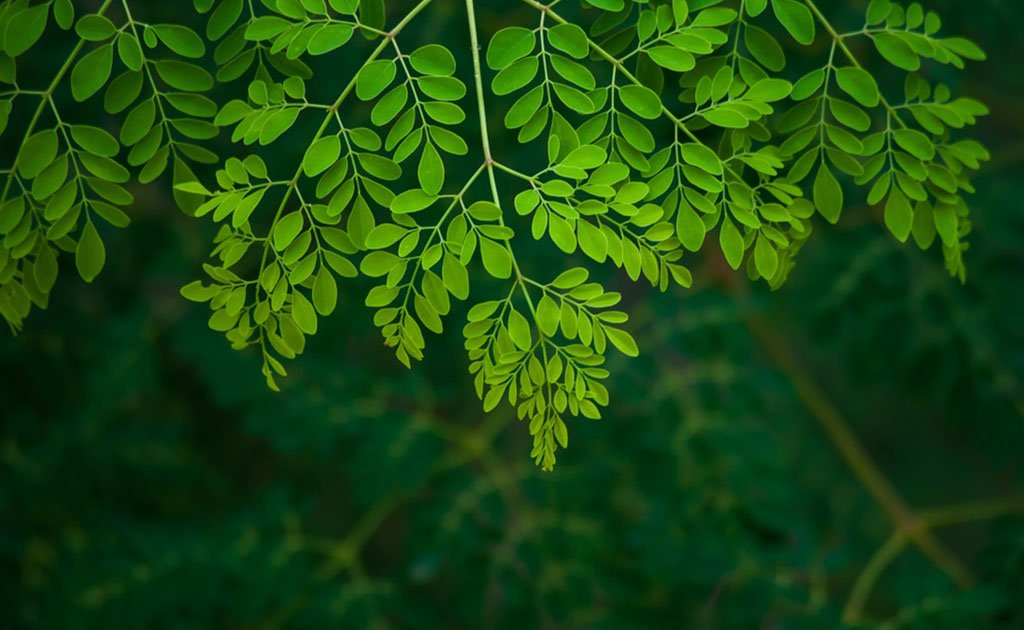 সজনে পাতার অপার গুণাগুণ, রোগ প্রতিরোধে কার্যকর ভেষজ খাদ্য!