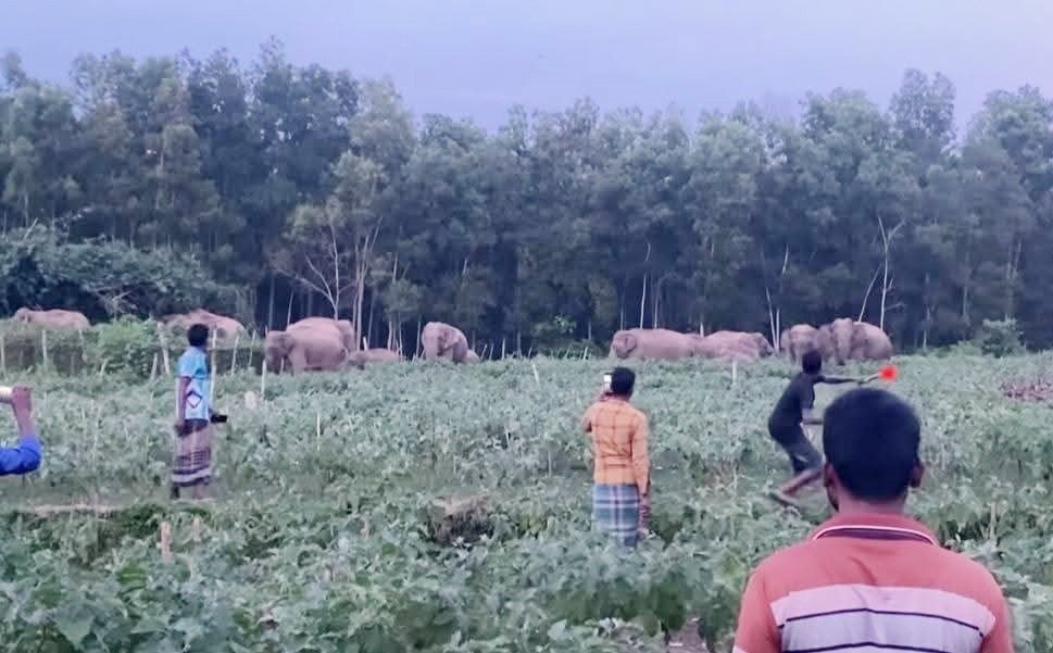 ফসলের ক্ষতি করে লোকালয়ে হাতির দল, দেখতে উৎসুক মানুষের ভিড়!